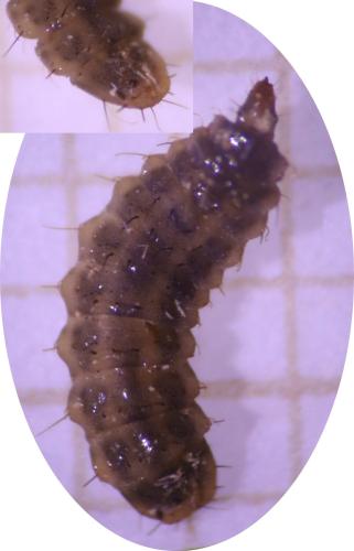 Eupachygaster tarsalis